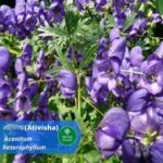 अतिविषा (Ativisha) के सेवन से होने वाले 17 फायदे आपको हैरान कर देंगे (17 Benefits of Ativisha)