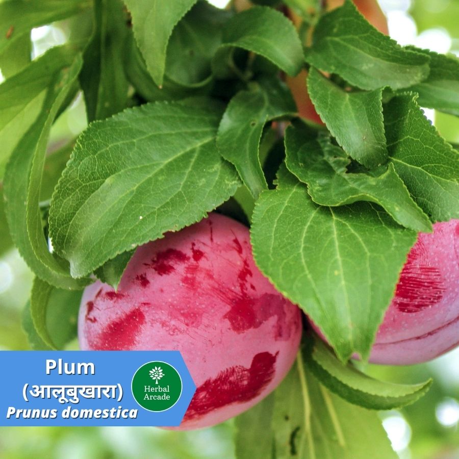 aalubukhara Plum fruit HerbalArcade