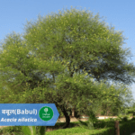 बबूल (Babul) के बारे में 22 आश्चर्यजनक तथ्य | Introduction | Benefits | Doses