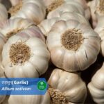 लहसुन (Garlic):  दिन मे लहसुन की एक कली का सेवन करे और खुद  को बचाए हार्ट अटैक से (Garlic : Incredible for Heart)