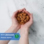 Badam: सुबह खाली पेट बादाम खाने के चमत्कारिक लाभ (Magical Benefits of Eating Almond at First Morning)