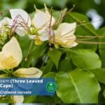 वरुण: Varun, A Magical Herbs for Urinary Disease(introduction, Benefits, Usages)
