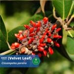 पाठा : Velvet Leaf(Introduction, Benefits and usages)