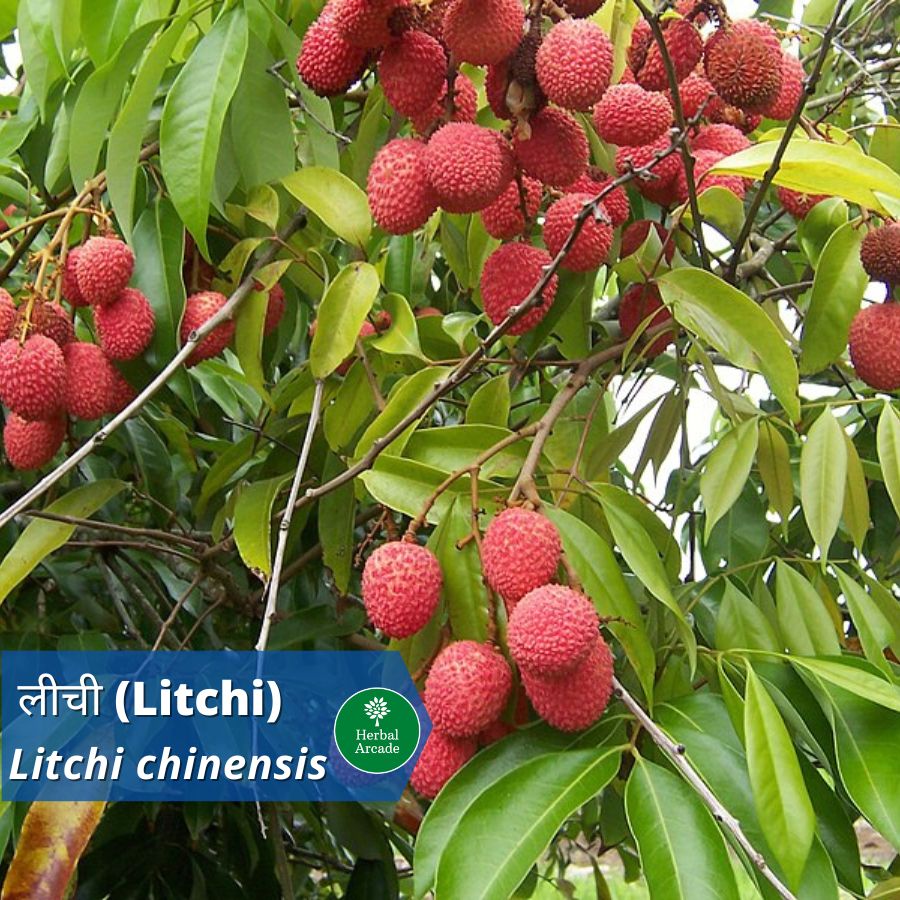 litchi Herbal Arcade