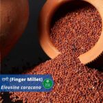 रागी (Ragi) : Finger Millet(Introduction, Benefits and Usages)
