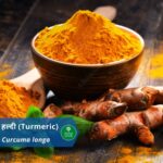 हल्दी : Turmeric(Introduction, Benefits and Usages)