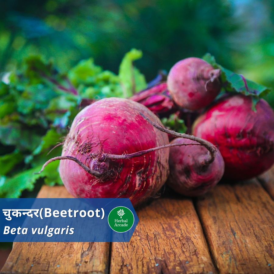 Beetroot Herbal Arcade
