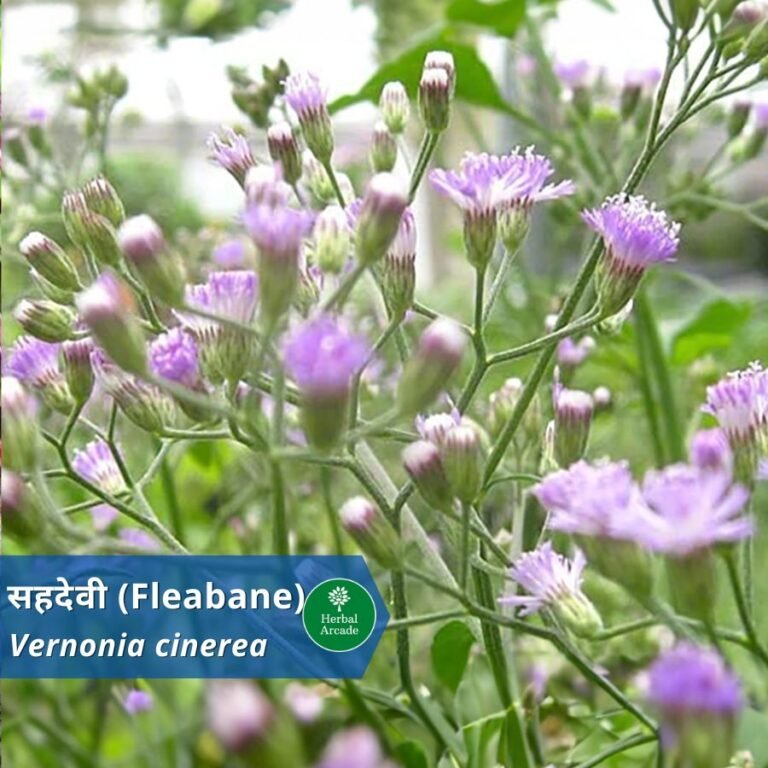 Sahdevi Herbal Arcade