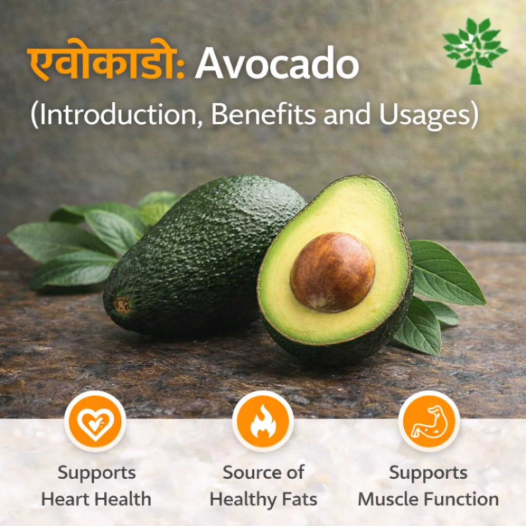 एवोकाडो: Avocado (Introduction, Benefits and Usages)
