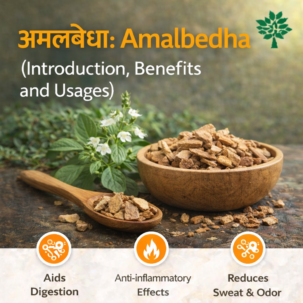 Amalbedha: Benefits, Uses & Introduction